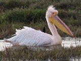 frieda 149  White pelican - Groot wit pelikaan : frieda
